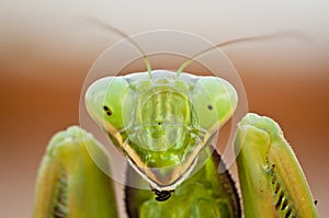 Portrait of a Preying Mantis