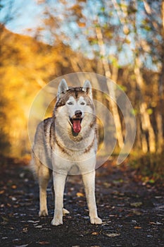 Portrait of prideful gorgeous Siberian Husky dog standing in the bright enchanting golden fall forest