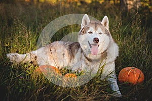 Portrait of prideful siberian Husky dog lying next to a pumpkin for Halloween at sunset in the meadow