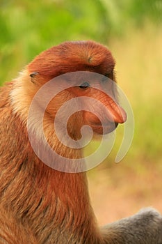 Portrait of Proboscis monkey, Borneo