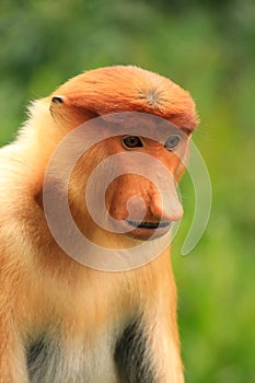 Portrait of Proboscis monkey, Borneo