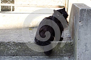 Portrait of prodigal black fluffy cat