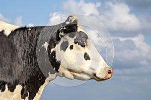 Portrait profil of a calm mature adult cow head and a blue background