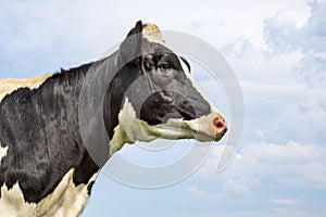 Portrait profil of a calm mature cow head and a blue sky background