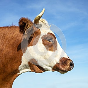Portrait profil of a cow head with horns, eye patch, breed of cattle called: blaarkop, fleckvieh, blister head photo