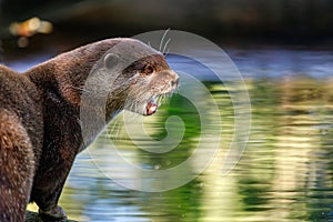 Portrait profile of Asian small-clawed otter also known as the oriental small-clawed otter and the small-clawed otter