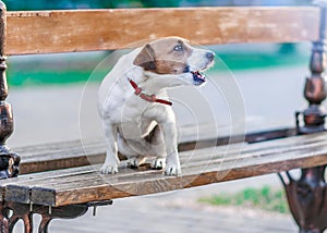 Portrait in profile of cute small dog jack russel terrier sitting on wooden park bench and barking at summer sunny day.