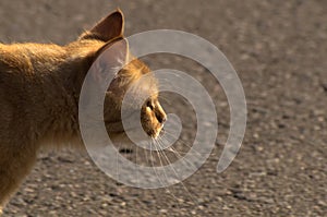 Portrait in profile of a orange homeless cat