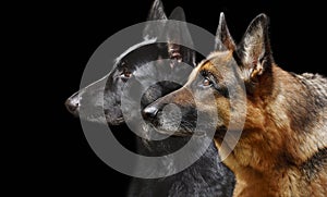 Portrait of a profile of two German shepherds