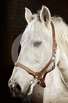 Portrait in profile of white horse on black background.