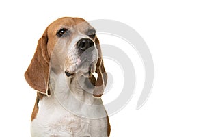 Portrait of a proud beagle dog looking away isolated on a white background with space for copy