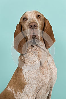 Portrait of a proud bracco italiano on a blue background in a vertical image