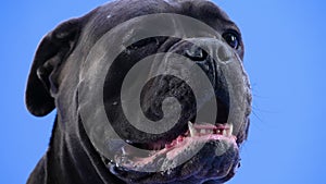 Portrait of a proud cane corso in the studio on a blue background. Close up of a dog's muzzle. Slow motion.