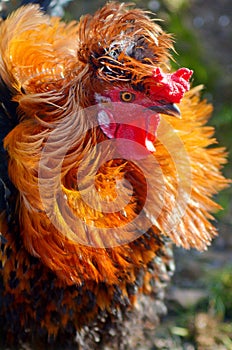 Portrait of a proud Colorful Rooster
