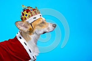 Portrait proud and domineering  cute corgi dog wearing  royal costume crown on a blue background, squinting his eyes photo