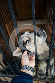 Portrait of a proud and happy husky dog being petted by a man.