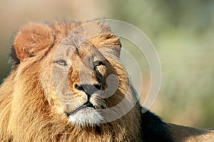 Portrait of proud lion in South Africa