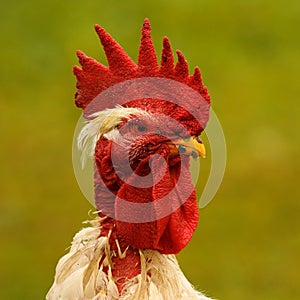Portrait of proud rooster