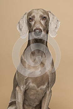 Portrait of a weimaraner dog on a sand colored background photo