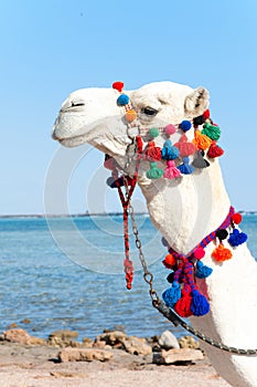 Portrait of proud white camel head. Camelus dromedarius