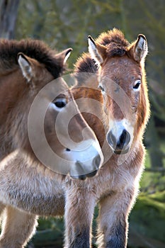 Portrait of  a Przewalski`s horse Equus przewalskii  - Portrait eines Przewalski-Pferd
