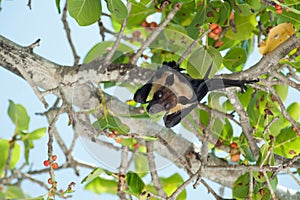 Portrait of Pteropus