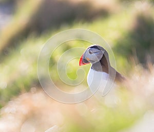 Portrait of a puffin