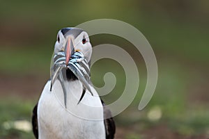 A portrait of a puffin with fish in its mouth