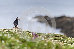 A portrait of a puffin with fish in mouth looking at the sea