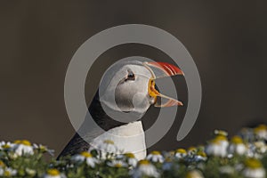 Portrait of a puffin with its open beak