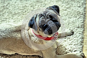 Portrait of a pug breed dog