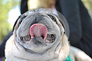 Portrait of Pug Carlino dog