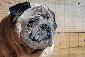 Portrait pug carlino mop pure breed wood background closeup