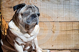 Portrait pug carlino mop pure breed wood background closeup