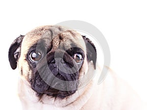 Portrait of a pug dog with big sad eyes. 