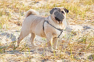 Portrait of a pug dog with big sad eyes and a questioning look on the beach