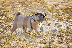 Portrait of a pug dog with big sad eyes and a questioning look on the beach