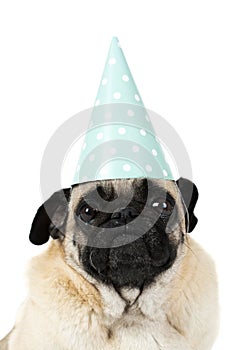 Portrait of a pug dog with a blue paper cap. Isolated on white background.