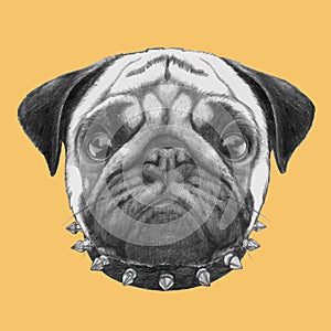 Portrait of Pug Dog with collar.