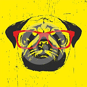 Portrait of Pug Dog with glasses.
