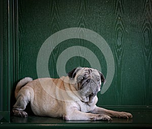 Portrait of a pug dog on green background. Copy space