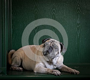 Portrait of a pug dog on green background. Copy space