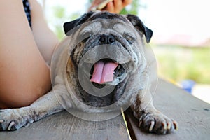 Portrait of a pug dog, old age, cute, funny, happy, yawning with sleepiness, relaxing time lying on the background wood floor.