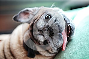 Portrait of a pug dog, old age, cute, funny, happy, yawning with sleepiness, relaxing time lying on the background wood floor.