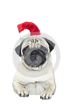 Portrait of a pug dog in a Santa Claus hat