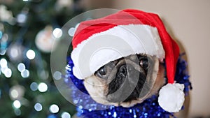 Portrait of pug dog in Santa Claus hat looking at camera on Christmas tree background. Christmas and new year concept