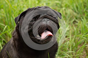 Portrait of a pug. Dog sits in the grass