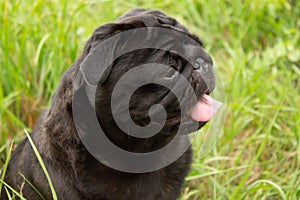 Portrait of a pug. Dog sits in the grass