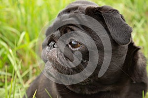 Portrait of a pug. Dog sits in the grass