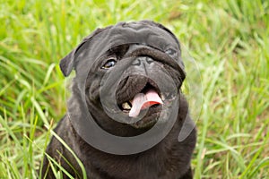 Portrait of a pug. Dog sits in the grass